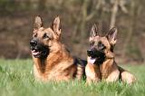 BERGER ALLEMAND 1253